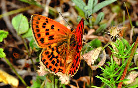 Attēlu rezultāti vaicājumam “Lycaena virgaureae”