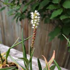 Attēlu rezultāti vaicājumam “Bistorta vivipara flower”