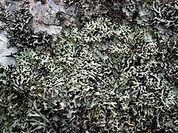 Attēlu rezultāti vaicājumam “Menegazzia terebrata”