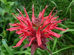 Image result for Monarda didyma