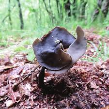 Attēlu rezultāti vaicājumam “Helvella atra”