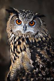 Attēlu rezultāti vaicājumam “Bubo bubo”