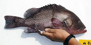 Image result for Epinephelus andersoni
