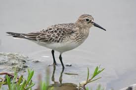Attēlu rezultāti vaicājumam “Calidris”