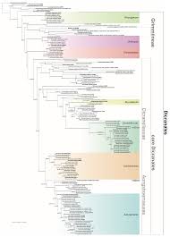 Attēlu rezultāti vaicājumam “Dicranella staphylina cells”