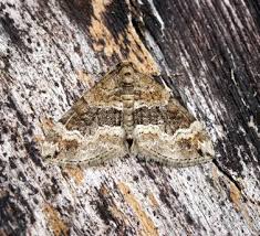 Attēlu rezultāti vaicājumam “Perizoma bifaciata”