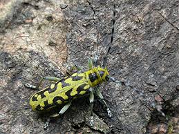 Attēlu rezultāti vaicājumam “Saperda scalaris”