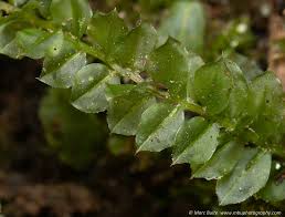 Attēlu rezultāti vaicājumam “Plagiomnium medium”