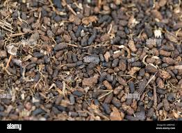 Attēlu rezultāti vaicājumam “Osmoderma barnabita”