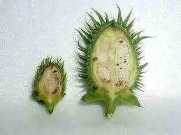Attēlu rezultāti vaicājumam “Datura stramonium fruit”
