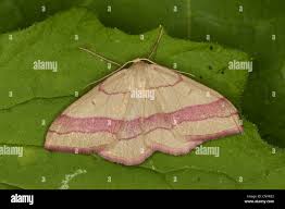 Attēlu rezultāti vaicājumam “Rhodostrophia vibicaria”