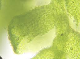 Attēlu rezultāti vaicājumam “Dicranella varia”