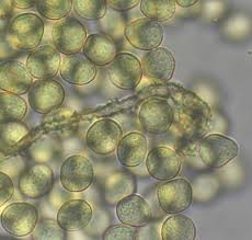 Attēlu rezultāti vaicājumam “Ophiotheca chrysosperma”