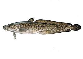 Attēlu rezultāti vaicājumam “Lota lota”