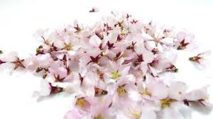 Attēlu rezultāti vaicājumam “Salix triandra male flower”