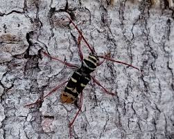 Attēlu rezultāti vaicājumam “Plagionotus detritus imago”