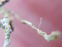 Attēlu rezultāti vaicājumam “Chaenotheca furfuracea”