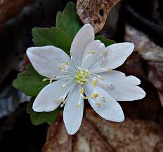 Attēlu rezultāti vaicājumam “Isopyrum thalictroides fruit”