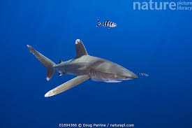 Image result for Carcharhinus longimanus