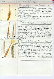 Attēlu rezultāti vaicājumam “Tragopogon heterospermus”