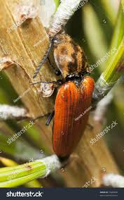 Attēlu rezultāti vaicājumam “Anostirus castaneus”