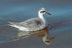 Attēlu rezultāti vaicājumam “Phalaropus fulicarius adult”
