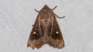 Attēlu rezultāti vaicājumam “Eupsilia transversa”