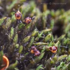 Attēlu rezultāti vaicājumam “Anastrophyllum hellerianum”