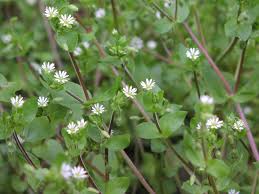 Attēlu rezultāti vaicājumam “Stellaria longifolia flower”