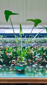 Attēlu rezultāti vaicājumam “Sagittaria sagittifolia”