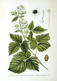 Attēlu rezultāti vaicājumam “Rubus caesius flower”