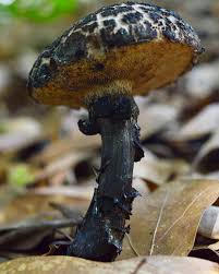 Attēlu rezultāti vaicājumam “Strobilomyces strobilaceus”