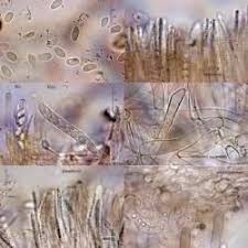 Attēlu rezultāti vaicājumam “Cudoniella clavus”