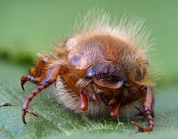 Attēlu rezultāti vaicājumam “Amphimallon solstitiale”