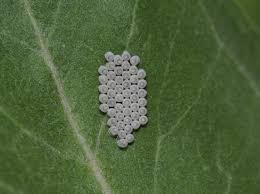 Attēlu rezultāti vaicājumam “Pentatomidae eggs”