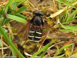 Attēlu rezultāti vaicājumam “Sericomyia lappona”