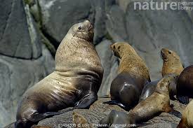 Image result for Eumetopias jubatus