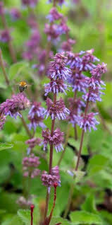 Attēlu rezultāti vaicājumam “Salvia verticillata”