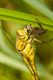 Attēlu rezultāti vaicājumam “Sympetrum sanguineum female”