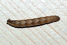 Attēlu rezultāti vaicājumam “Perizoma bifaciata”