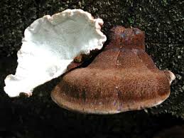 Attēlu rezultāti vaicājumam “Ischnoderma benzoinum”