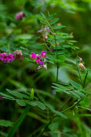 Attēlu rezultāti vaicājumam “Lathyrus niger”