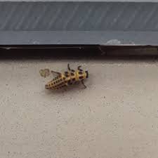 Attēlu rezultāti vaicājumam “Psyllobora vigintiduopunctata larva”