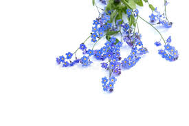 Attēlu rezultāti vaicājumam “Myosotis scorpioides bud”