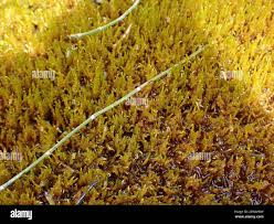 Attēlu rezultāti vaicājumam “Cratoneuron filicinum”