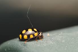 Attēlu rezultāti vaicājumam “Coccinula quatuordecimpustulata”