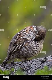 Attēlu rezultāti vaicājumam “Bonasa bonasia eggs”
