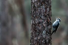 Attēlu rezultāti vaicājumam “Picoides tridactylus”