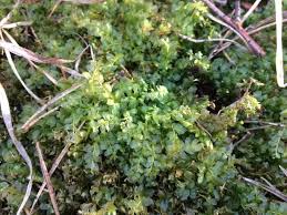 Attēlu rezultāti vaicājumam “Plagiomnium affine sporophyte”