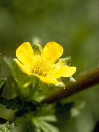 Attēlu rezultāti vaicājumam “Potentilla norvegica flower”